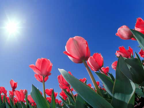 عکس از لاله های سرخ ایمان