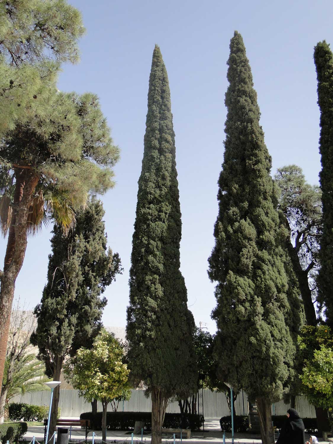 نمایه بزرگداشت درختکاری