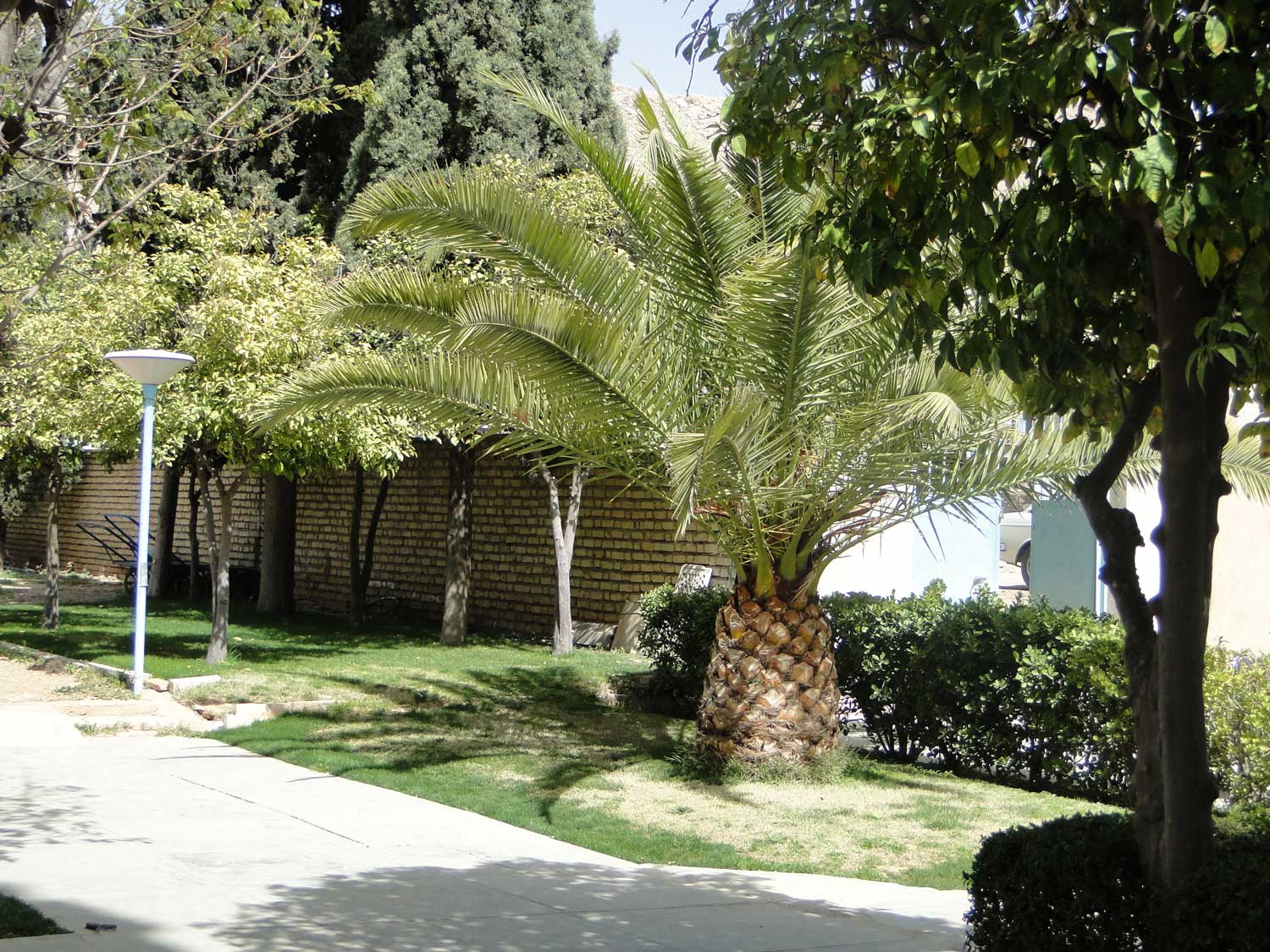 نمایه بزرگداشت درختکاری